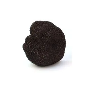 Trufa Fresca Tuber Melanosporum