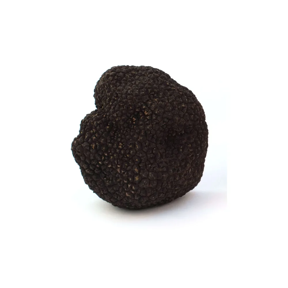 Trufa Fresca Tuber Melanosporum
